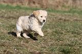 GOLDEN RETRIEVER 048